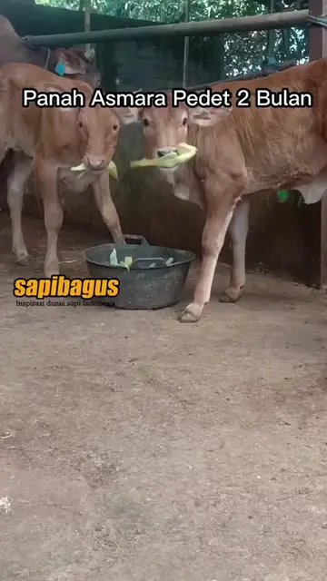 Panah-Asmara-Pedet-2-Bulan